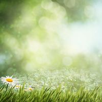 Into the Light by Barbara Graff