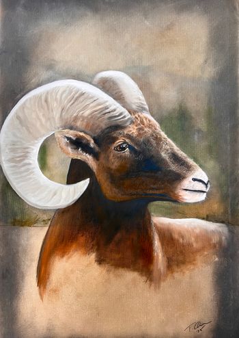 "Colorado Wildlife Series - Big Horn Sheep" - original and prints available in art store
