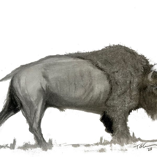 Christmas Buffalo