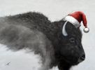 Christmas Bison