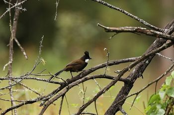 Eastern Whipbird
