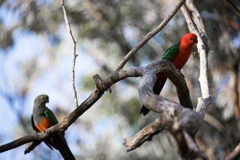 King Parrots
