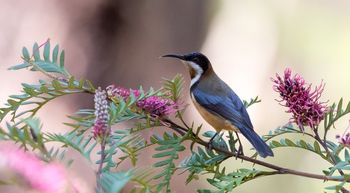 Eastern Spinebill
