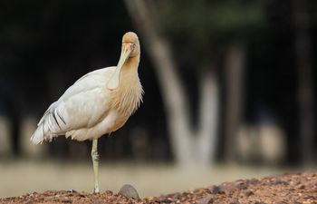 Yellow-billed Spoonbill
