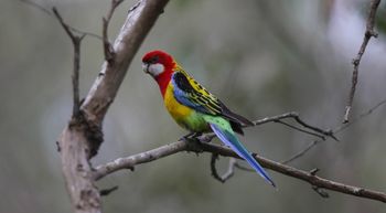 Eastern Rosella
