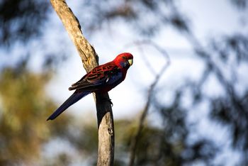 Crimson Rosella
