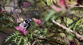 New Holland Honeyeater
