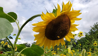Manor Farm Sunflower Festival