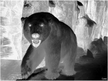 Polar Eyes

