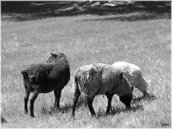 Ovis Aries
