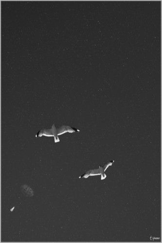 Norwegian Seagulls
