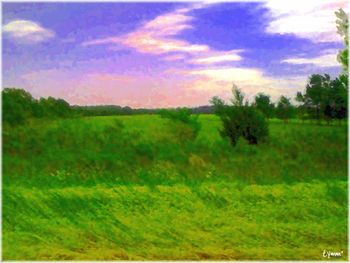 In The Meadow Of Nowhere
