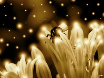 Bee-lieve
