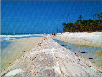 Driftwood
