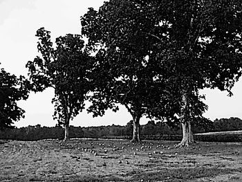 The Pumpkin Patch
