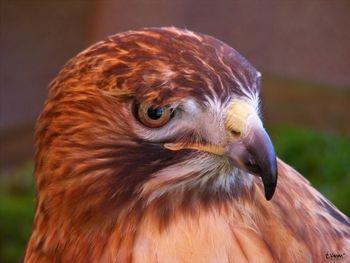 Birds I View
