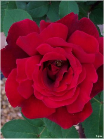 Rose Arkana
