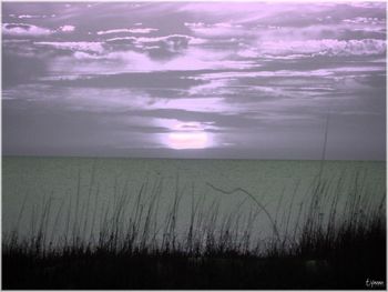 Heliotrope
