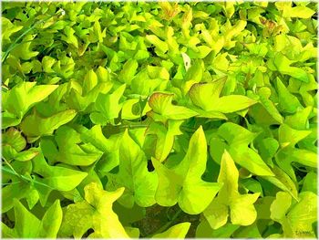 Ipomoea Batatas
