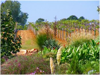 Vignoble
