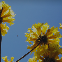 Theme Testing Album by marcytestingthemes