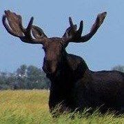 Da Moose!