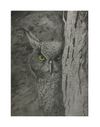 Wall Art- Hiding Owl