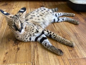 Sunstorm Bengals - Serval Cats