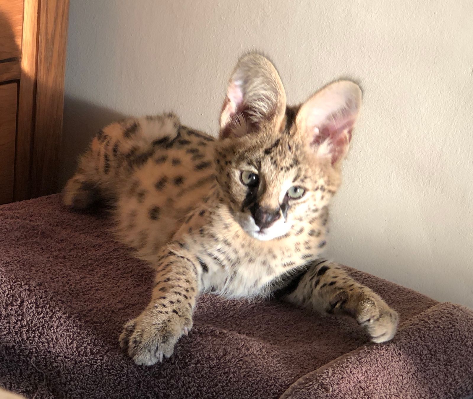 Sunstorm Bengals - Serval Cats