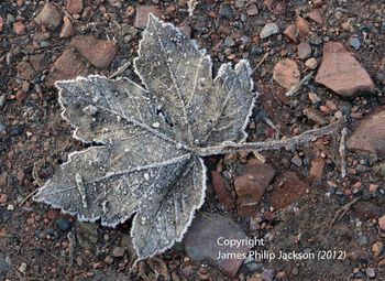 Leafing Clumber (2012)
