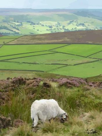 Sheepish
