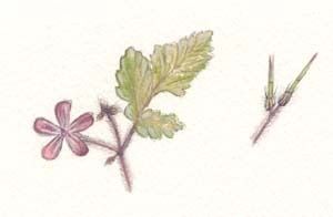 Herb Robert Geranium robertianum By James Philip Jackson (1994)
