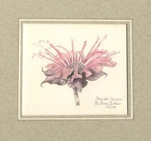 Bergamot Monarda fistulosa By James Philip Jackson (1998)
