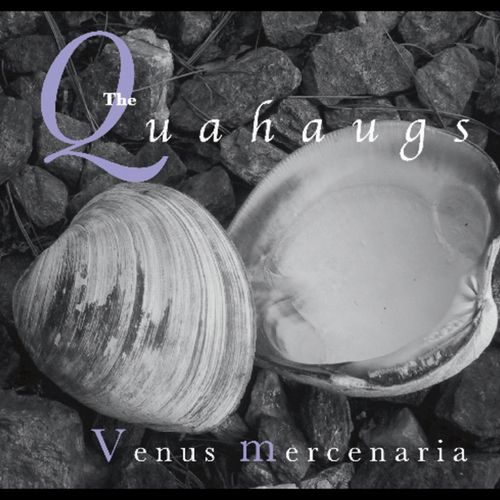 Venus Mercenaria