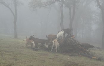 The boars roam freely.
