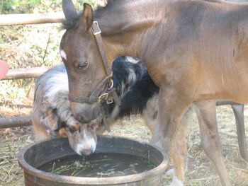 Panorama and Gus! Buddies forever.
