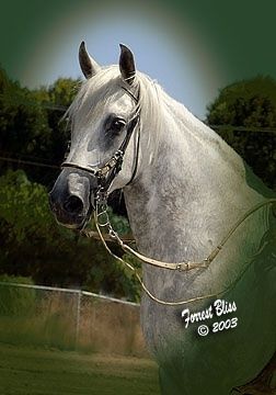 "Integrity," Donoso de Dulce owned by Larry Palmer
