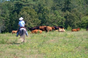 Versatile Paso Finos doing cattle work with ease!
