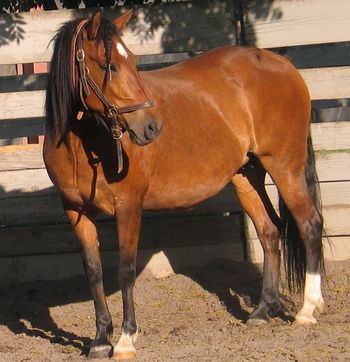 Gaiting machine.LaBreigo daughter Pure Puerto Rican mare.
