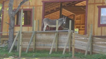 Foaling barn with quest quarters for mare watch
