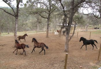 2008 foals exercize themselves!
