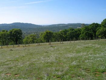 Wild flower honey pasture

