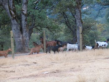 cross roads, goats and finos passing!
