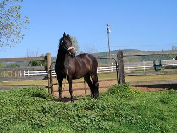La Vendemia del Conde, Now in foal to Profeta!
