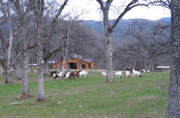 Foaling and kidding barn
