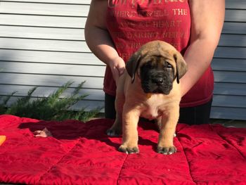 7 weeks old
