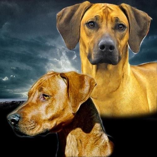 Sparta Rip Regiment Ridgebacks
