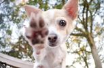 Paw Balm