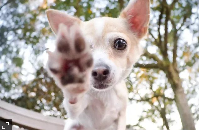 Paw Balm