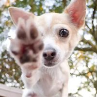 Paw Balm